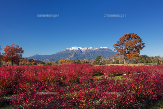 御嶽山とブルーベリーの紅葉
(c)YOSHITSUGU NISHIGAKI/SEBUN PHOTO