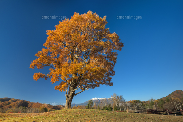 御嶽山とコナラの木の紅葉
(c)YOSHITSUGU NISHIGAKI/SEBUN PHOTO