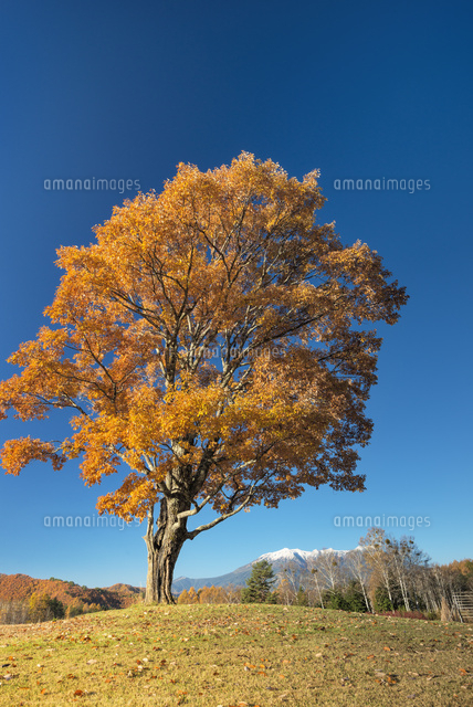 御嶽山とコナラの木の紅葉
(c)YOSHITSUGU NISHIGAKI/SEBUN PHOTO