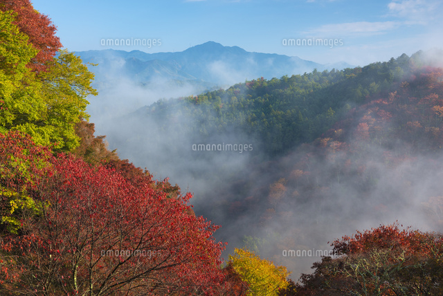 朝霧の吉野山と紅葉
(c)YOSHITSUGU NISHIGAKI/SEBUN PHOTO