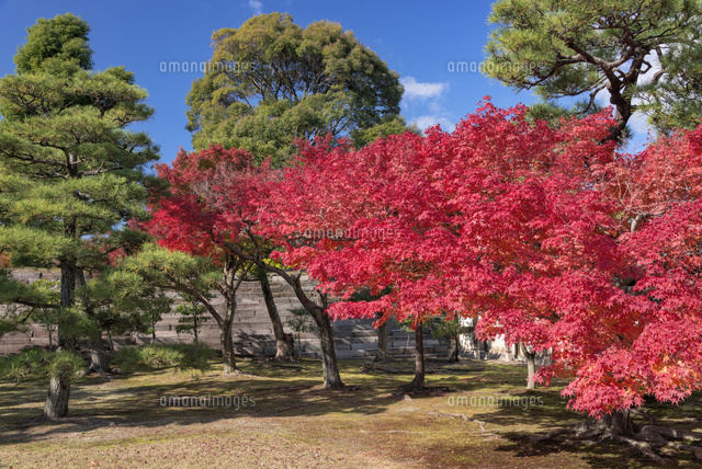 紅葉の二条城本丸庭園
(c)YOSHITSUGU NISHIGAKI/SEBUN PHOTO
