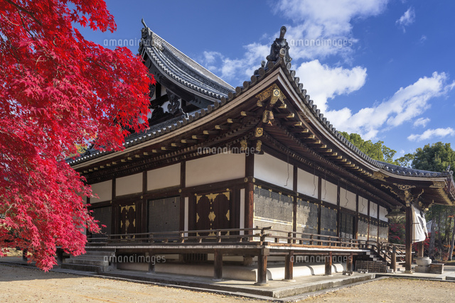 紅葉の仁和寺
(c)YOSHITSUGU NISHIGAKI/SEBUN PHOTO