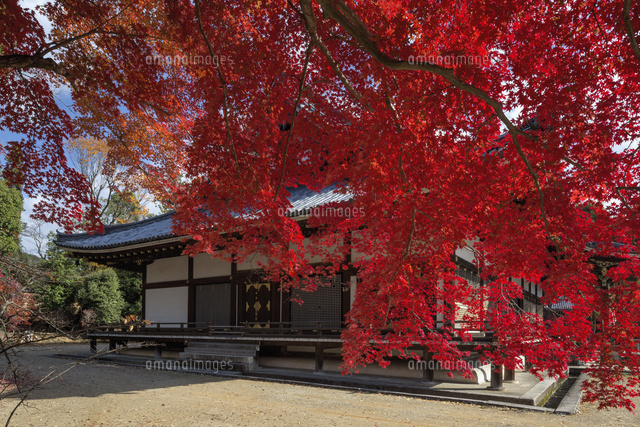紅葉の仁和寺
(c)YOSHITSUGU NISHIGAKI/SEBUN PHOTO