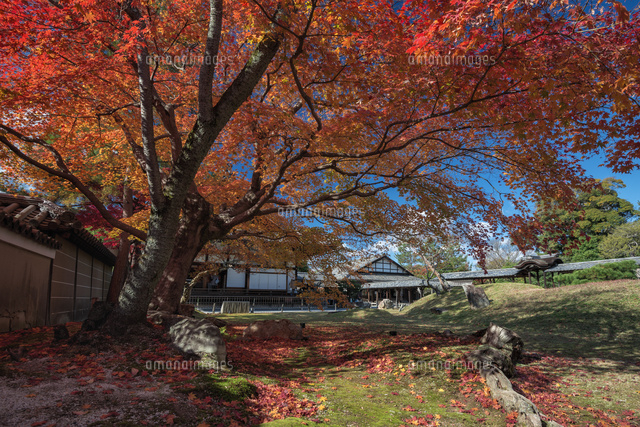 紅葉の高台寺庭園
(c)YOSHITSUGU NISHIGAKI/SEBUN PHOTO