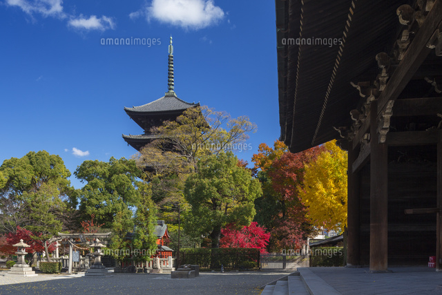 紅葉の東寺三重塔
(c)YOSHITSUGU NISHIGAKI/SEBUN PHOTO