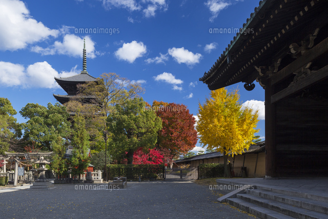 紅葉の東寺三重塔
(c)YOSHITSUGU NISHIGAKI/SEBUN PHOTO