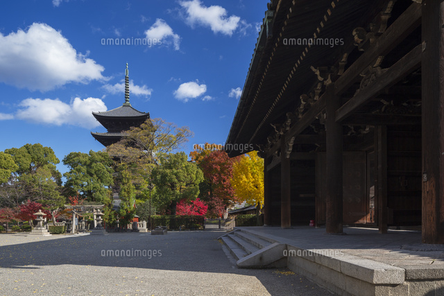 紅葉の東寺三重塔
(c)YOSHITSUGU NISHIGAKI/SEBUN PHOTO