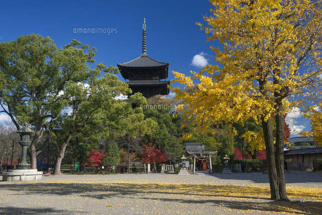 紅葉の東寺三重塔
(c)YOSHITSUGU NISHIGAKI/SEBUN PHOTO