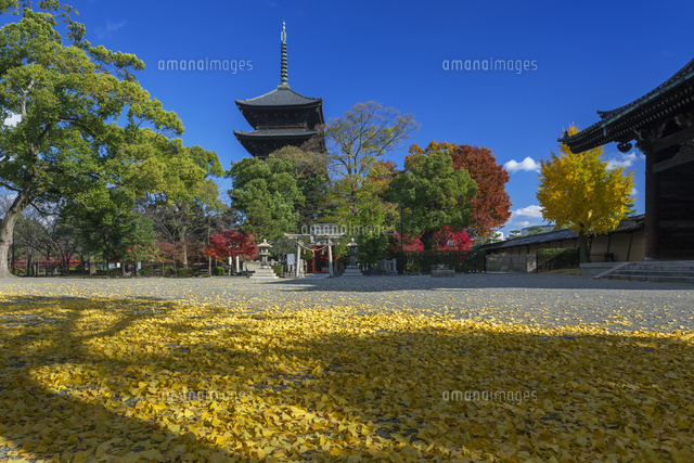 紅葉の東寺三重塔
(c)YOSHITSUGU NISHIGAKI/SEBUN PHOTO