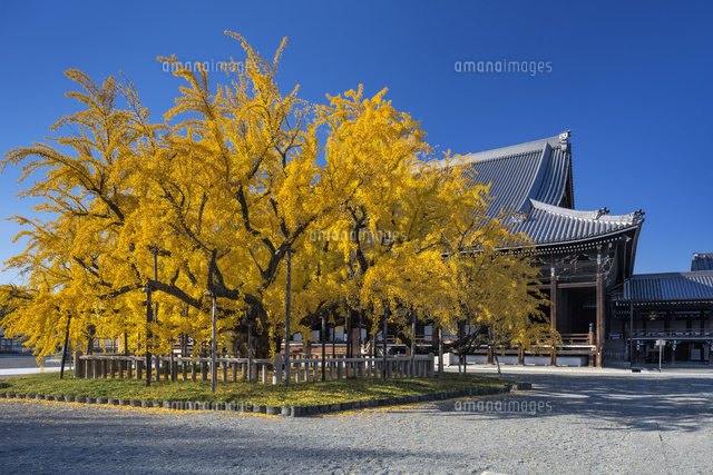 紅葉の西本願寺
(c)YOSHITSUGU NISHIGAKI/SEBUN PHOTO