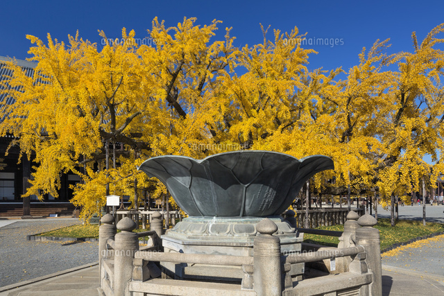紅葉の西本願寺
(c)YOSHITSUGU NISHIGAKI/SEBUN PHOTO