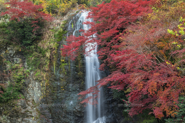 秋の箕面滝
(c)YOSHITSUGU NISHIGAKI/SEBUN PHOTO