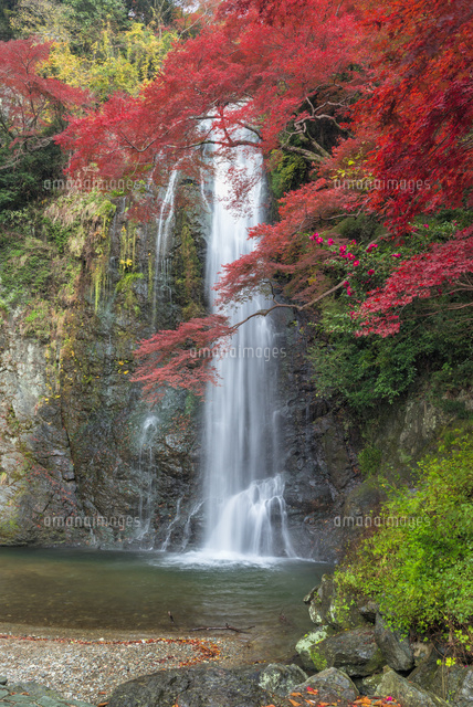秋の箕面滝
(c)YOSHITSUGU NISHIGAKI/SEBUN PHOTO