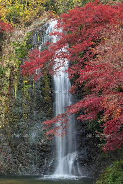 秋の箕面滝
(c)YOSHITSUGU NISHIGAKI/SEBUN PHOTO