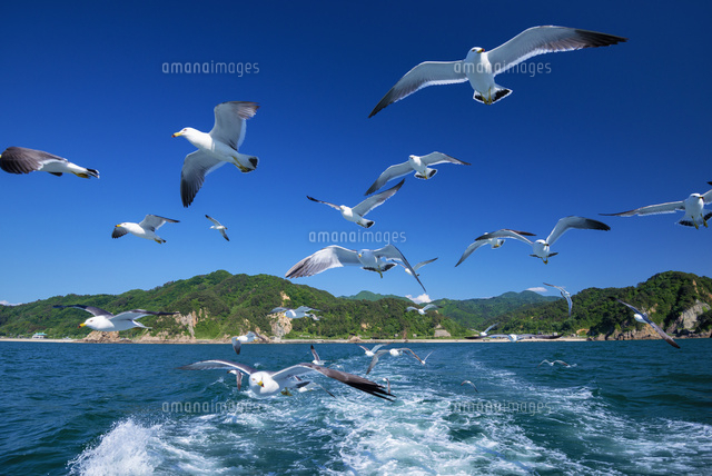 笹川流れとウミネコ
(c)YOSHITSUGU NISHIGAKI/SEBUN PHOTO