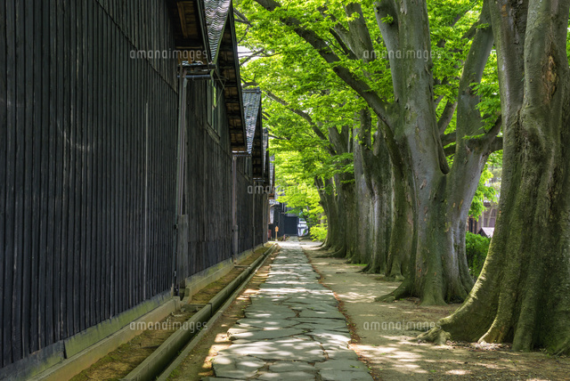 山居倉庫とケヤキ並木
(c)YOSHITSUGU NISHIGAKI/SEBUN PHOTO