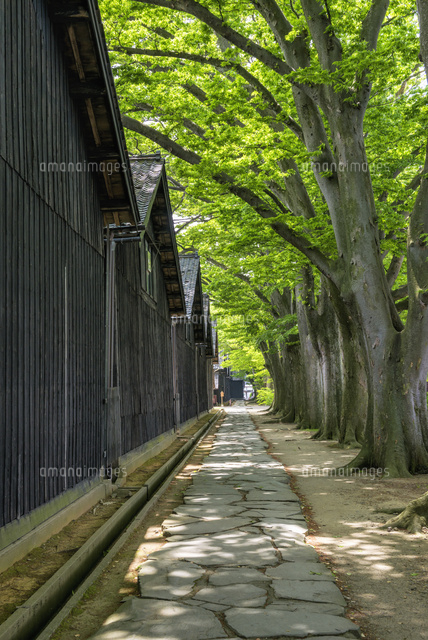 山居倉庫とケヤキ並木
(c)YOSHITSUGU NISHIGAKI/SEBUN PHOTO