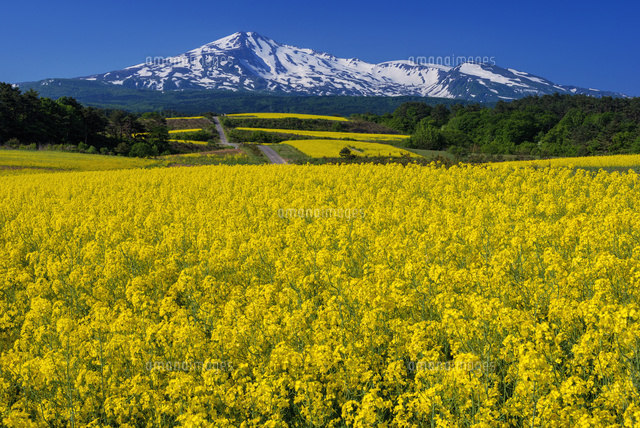 菜の花咲く鳥海高原と鳥海山
(c)YOSHITSUGU NISHIGAKI/SEBUN PHOTO