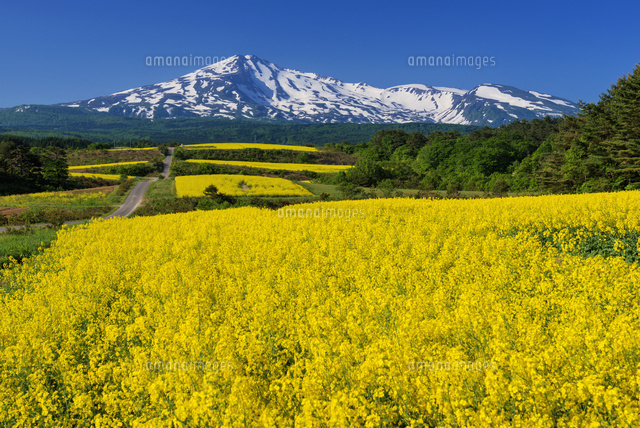 菜の花咲く鳥海高原と鳥海山
(c)YOSHITSUGU NISHIGAKI/SEBUN PHOTO