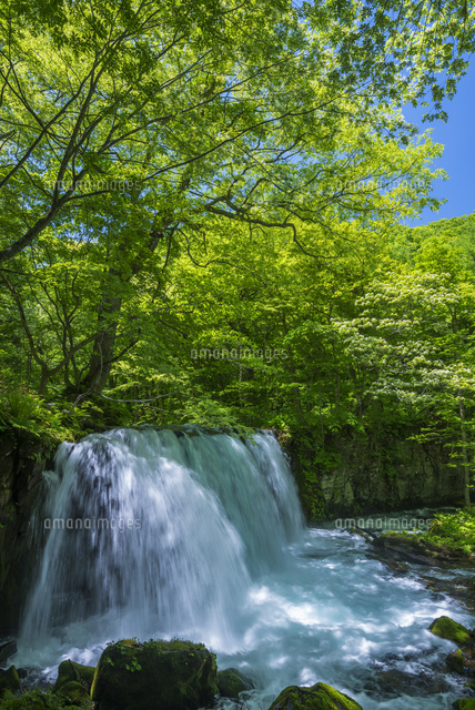 奥入瀬渓流 銚子大滝
(c)YOSHITSUGU NISHIGAKI/SEBUN PHOTO
