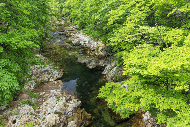 新緑の川内川渓谷
(c)YOSHITSUGU NISHIGAKI/SEBUN PHOTO