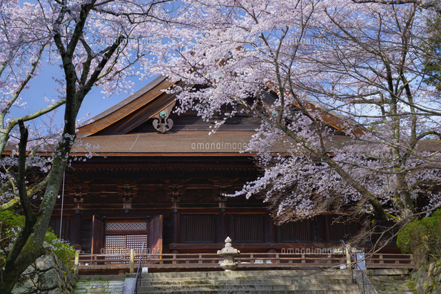 サクラ咲く三井寺
(c)YOSHITSUGU NISHIGAKI/SEBUN PHOTO
