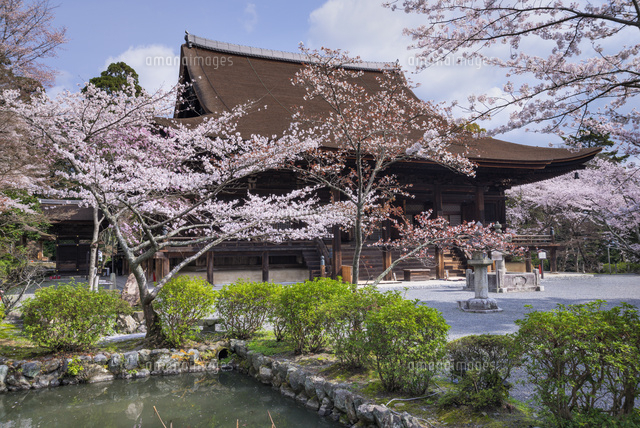 サクラ咲く三井寺
(c)YOSHITSUGU NISHIGAKI/SEBUN PHOTO