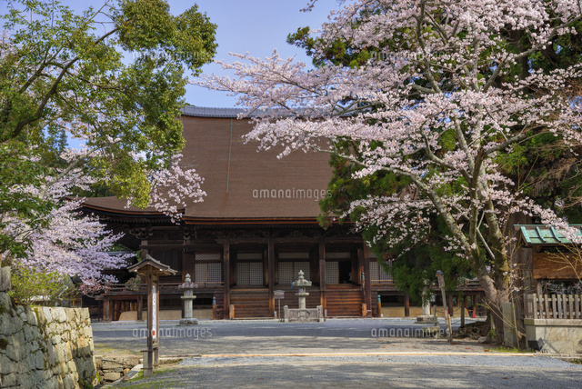 サクラ咲く三井寺
(c)YOSHITSUGU NISHIGAKI/SEBUN PHOTO