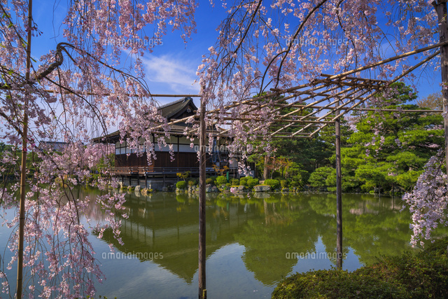 シダレサクラ咲く平安神宮神苑
(c)YOSHITSUGU NISHIGAKI/SEBUN PHOTO