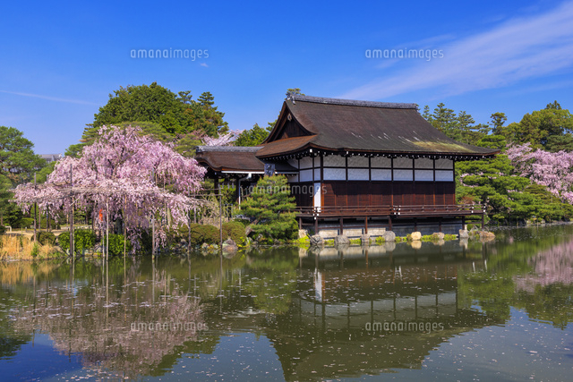 シダレサクラ咲く平安神宮神苑
(c)YOSHITSUGU NISHIGAKI/SEBUN PHOTO