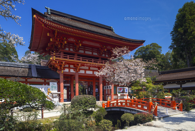 サクラ咲く上賀茂神社
(c)YOSHITSUGU NISHIGAKI/SEBUN PHOTO