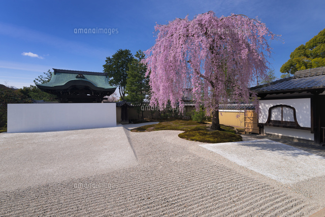 高台寺のシダレザクラ
(c)YOSHITSUGU NISHIGAKI/SEBUN PHOTO