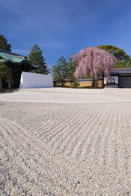 高台寺のシダレザクラ
(c)YOSHITSUGU NISHIGAKI/SEBUN PHOTO