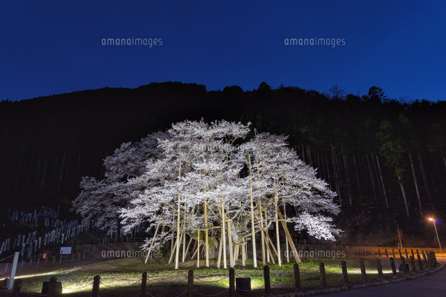 根尾谷薄墨桜
(c)YOSHITSUGU NISHIGAKI/SEBUN PHOTO