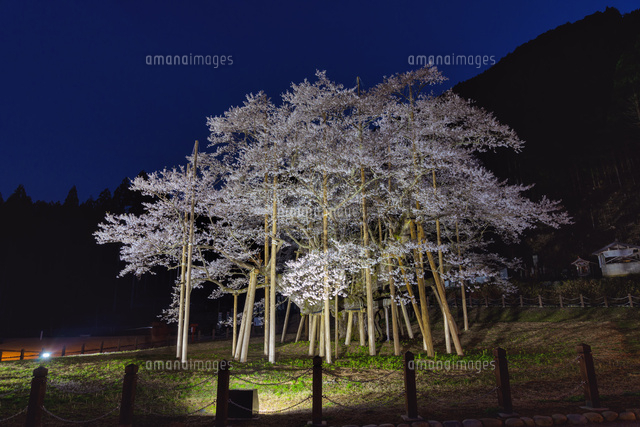 根尾谷薄墨桜
(c)YOSHITSUGU NISHIGAKI/SEBUN PHOTO