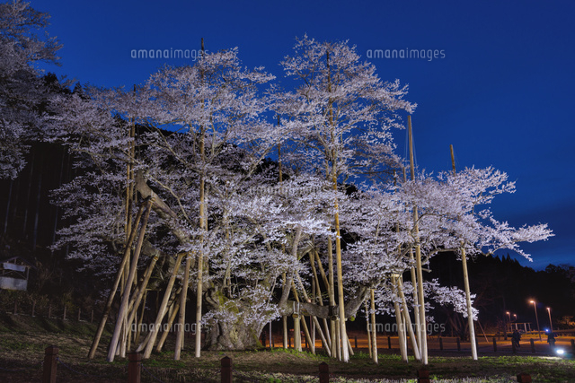 根尾谷薄墨桜
(c)YOSHITSUGU NISHIGAKI/SEBUN PHOTO