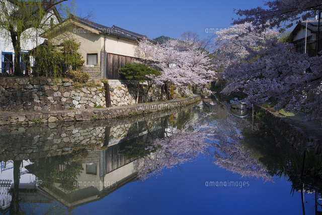 サクラ咲く八幡堀
(c)YOSHITSUGU NISHIGAKI/SEBUN PHOTO