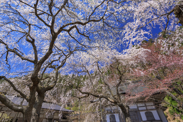 サクラ咲く常照皇寺
(c)YOSHITSUGU NISHIGAKI/SEBUN PHOTO