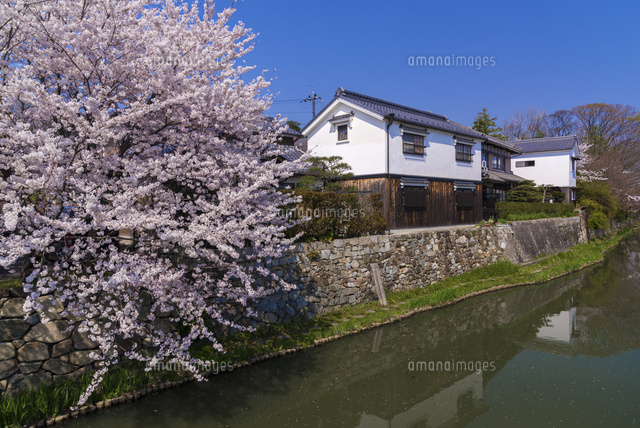 サクラ咲く八幡堀
(c)YOSHITSUGU NISHIGAKI/SEBUN PHOTO