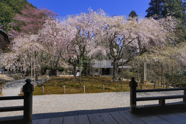 サクラ咲く常照皇寺
(c)YOSHITSUGU NISHIGAKI/SEBUN PHOTO