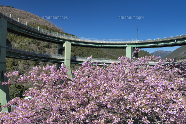 河津桜と河津七滝ループ橋
(c)YOSHITSUGU NISHIGAKI/SEBUN PHOTO