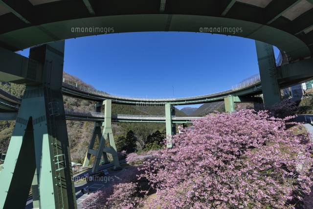 河津桜と河津七滝ループ橋
(c)YOSHITSUGU NISHIGAKI/SEBUN PHOTO