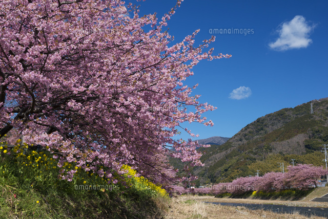河津桜
(c)YOSHITSUGU NISHIGAKI/SEBUN PHOTO