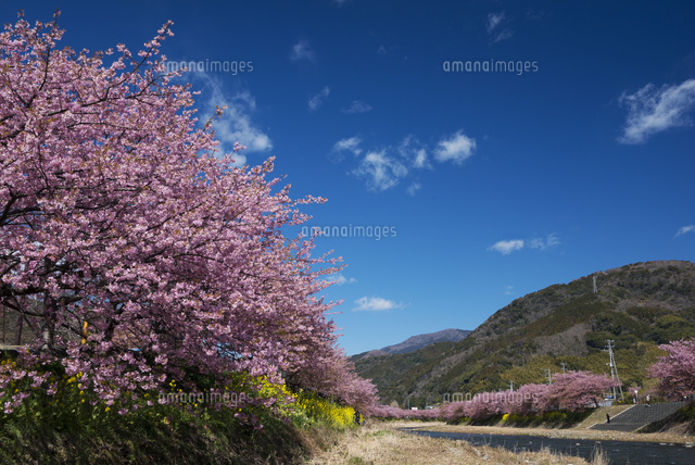 河津桜
(c)YOSHITSUGU NISHIGAKI/SEBUN PHOTO