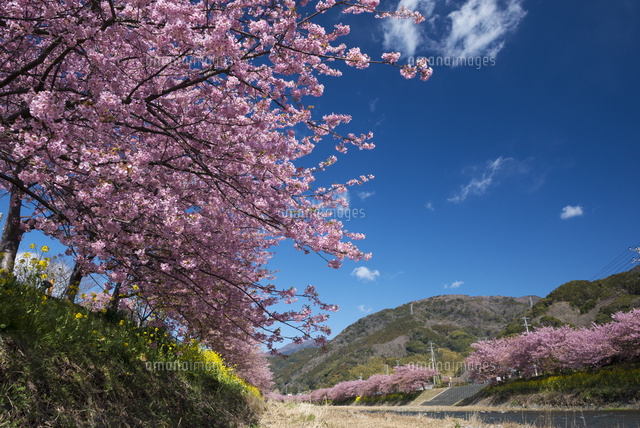 河津桜
(c)YOSHITSUGU NISHIGAKI/SEBUN PHOTO