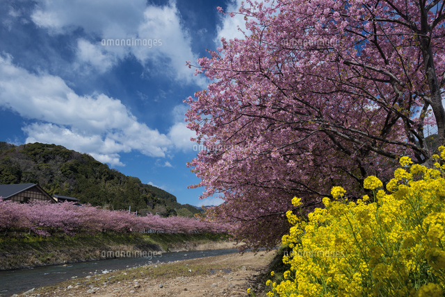 河津桜
(c)YOSHITSUGU NISHIGAKI/SEBUN PHOTO