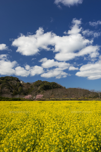 ナノハナ畑
(c)YOSHITSUGU NISHIGAKI/SEBUN PHOTO