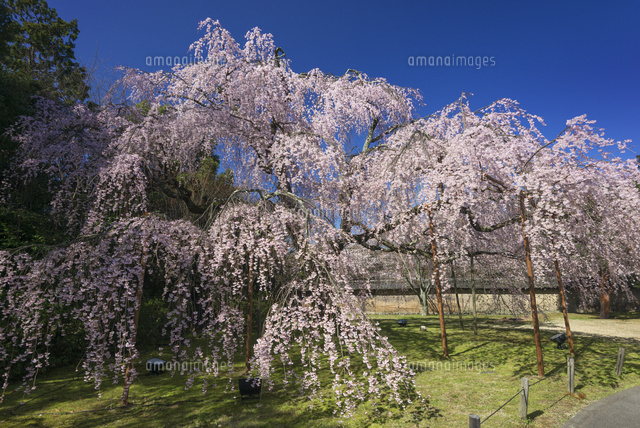 醍醐寺のシダレザクラ
(c)YOSHITSUGU NISHIGAKI/SEBUN PHOTO