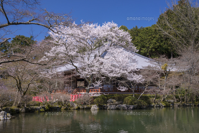サクラ咲く醍醐寺
(c)YOSHITSUGU NISHIGAKI/SEBUN PHOTO