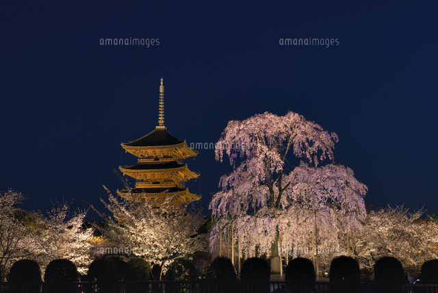 サクラ咲く東寺五重塔
(c)YOSHITSUGU NISHIGAKI/SEBUN PHOTO